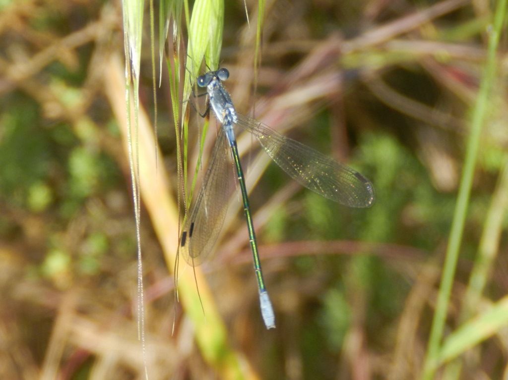 Lestes macrostigma